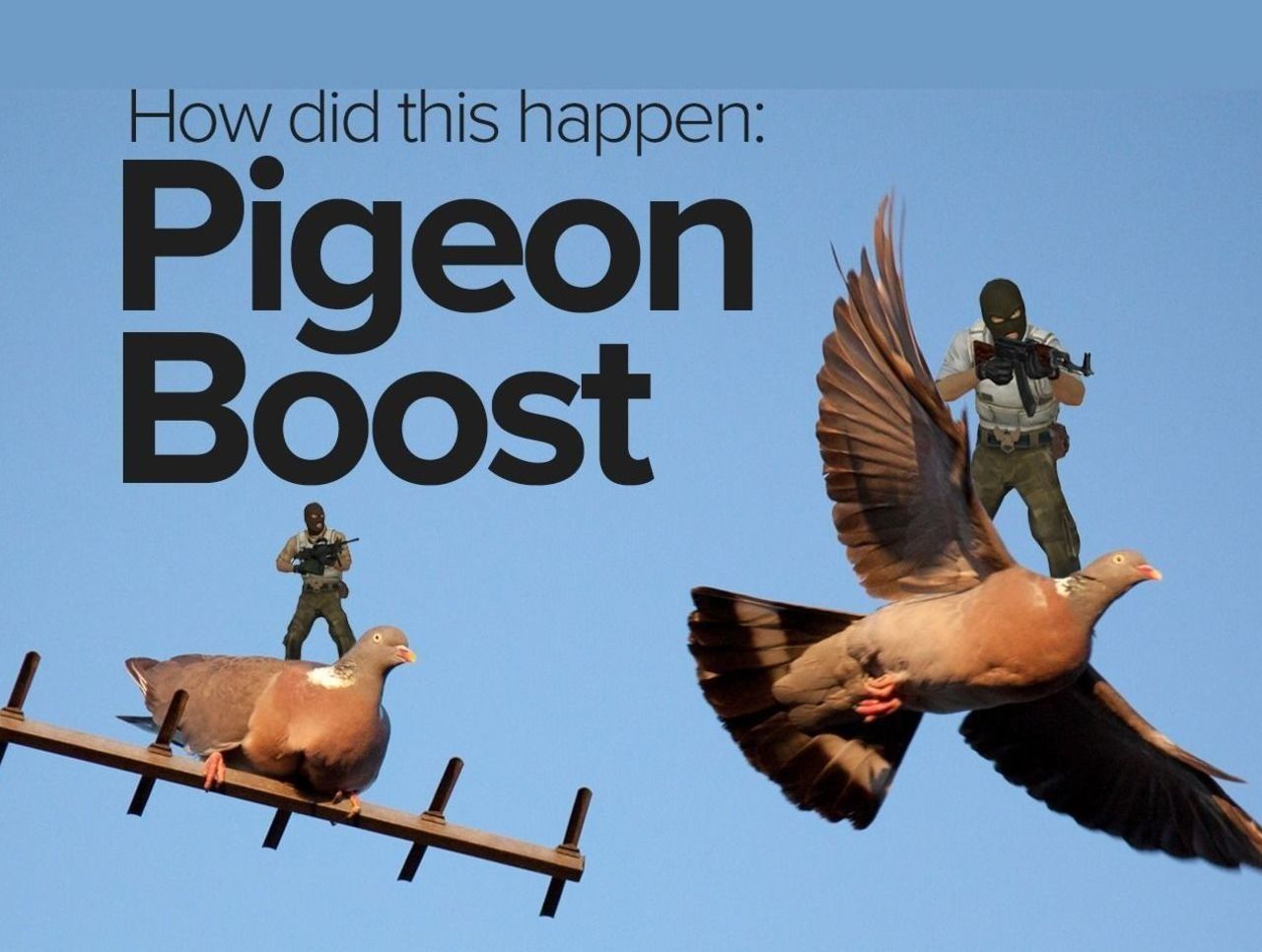 pigeon sb