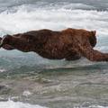 W120xh120 bear diving